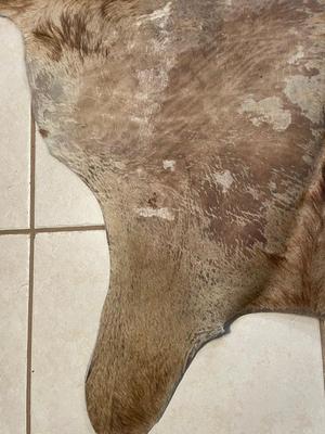 Lot 60. Animal Hide