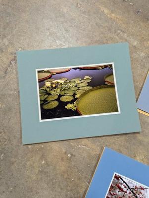 Still Photographs