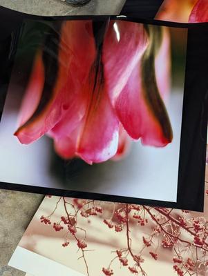 Still Photographs