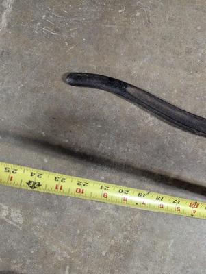 Antique Myer's Pump Handle 2676