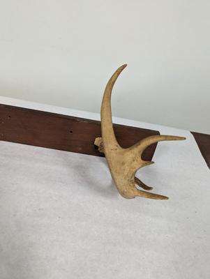 Deer Antler Coat Rack