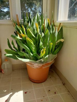 VERY LARGE LIVE PLANTED PLANT