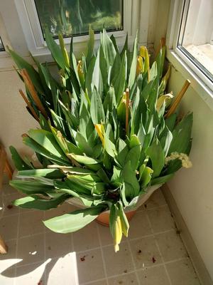 VERY LARGE LIVE PLANTED PLANT