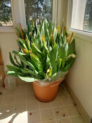 VERY LARGE LIVE PLANTED PLANT