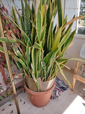 EXTREMLY LARGE LIVE POTTED PLANT