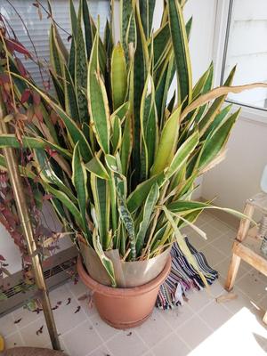 EXTREMLY LARGE LIVE POTTED PLANT