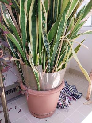 EXTREMLY LARGE LIVE POTTED PLANT