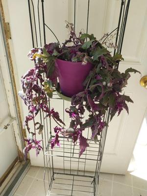 METAL WIRE THREE SHELF STAND AND LIVE POTTED PLANT