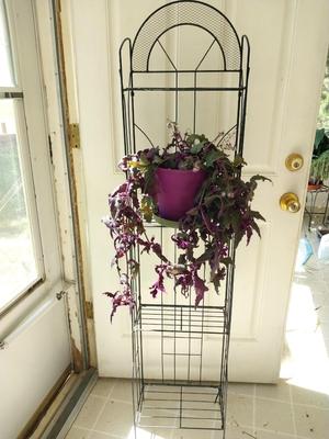 METAL WIRE THREE SHELF STAND AND LIVE POTTED PLANT