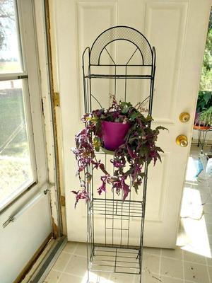 METAL WIRE THREE SHELF STAND AND LIVE POTTED PLANT