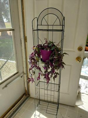 METAL WIRE THREE SHELF STAND AND LIVE POTTED PLANT