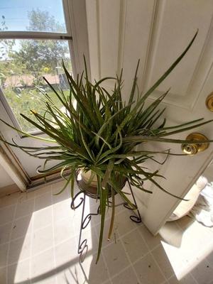 LIVE POTTED PLANT ON METAL STAND