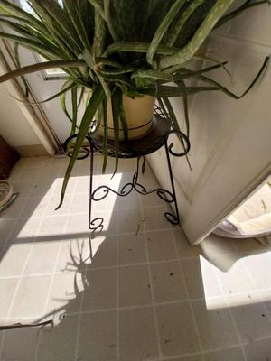 LIVE POTTED PLANT ON METAL STAND