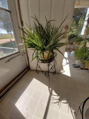 LIVE POTTED PLANT ON METAL STAND
