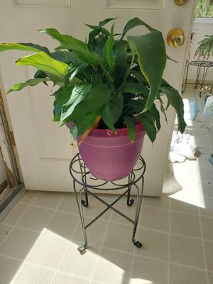 METAL STAND WITH POTTED LIVE PLANT