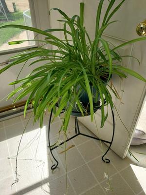 THIS ONE NEEDS HOME TOO-POTTED PLANT ON METAL STAND