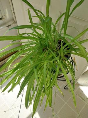 THIS ONE NEEDS HOME TOO-POTTED PLANT ON METAL STAND
