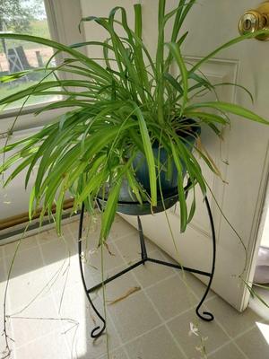 THIS ONE NEEDS HOME TOO-POTTED PLANT ON METAL STAND