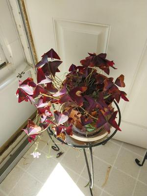 POTTED LIVE PLANT AND METAL STAND