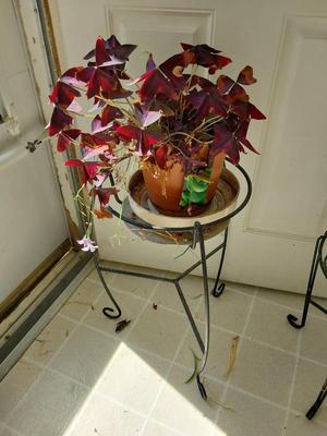 POTTED LIVE PLANT AND METAL STAND