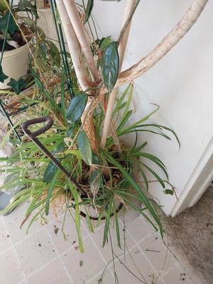 LIVE TREE PLANT
