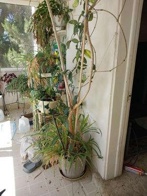 LIVE TREE PLANT