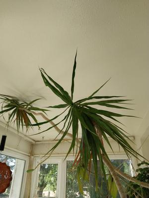 LIVE TREE PLANT
