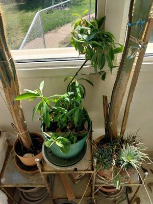 POTTED PLANTS AND CACTUS