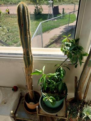 POTTED PLANTS AND CACTUS