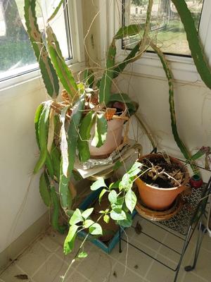 WIRE SHELF STAND AND LIVE PLANTS