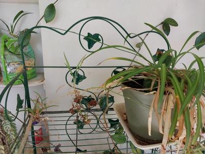 WIRE SHELF STAND AND LIVE PLANTS