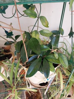 WIRE SHELF STAND AND LIVE PLANTS