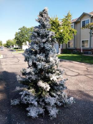 PRELIT 7'FT SANTAS OWN TREE