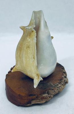 Small Cowrie Conch Shell