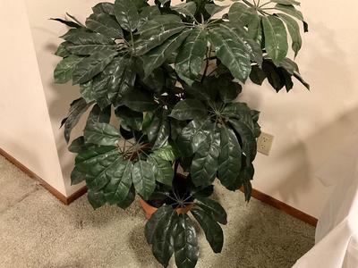 Schefflera Plant 3ft tall
