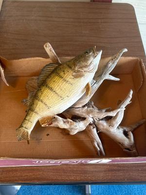 Fish trophy