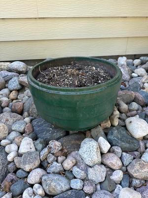 Iron tire rim Planter #3