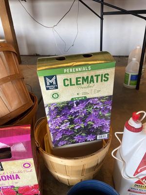 FLOWER BULBS AND GARDEN GOODIES!