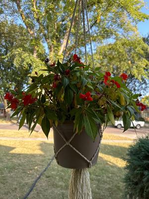 Hanging flower pot