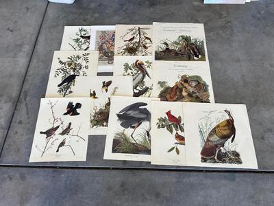 AUDUBON WILD BIRDS PICTURES