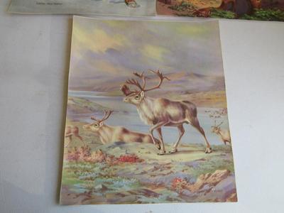 Nice Vintage Colorful Animal Prints