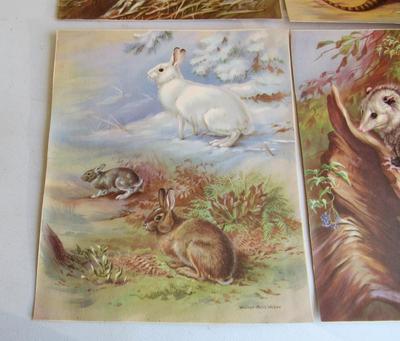 Nice Vintage Colorful Animal Prints #2