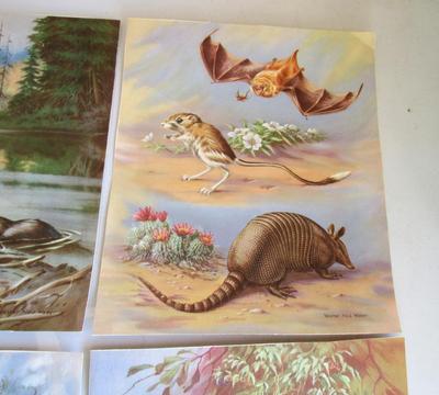 Nice Vintage Colorful Animal Prints #2