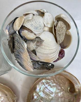 Sea Shell Lot - various types and sizes, including Sand Dollars with three glass containers