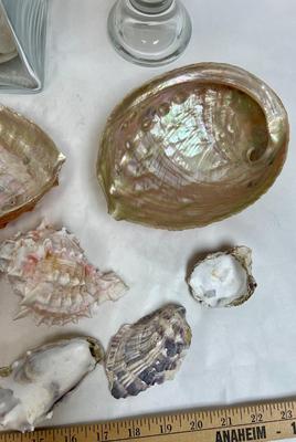 Sea Shell Lot - various types and sizes, including Sand Dollars with three glass containers