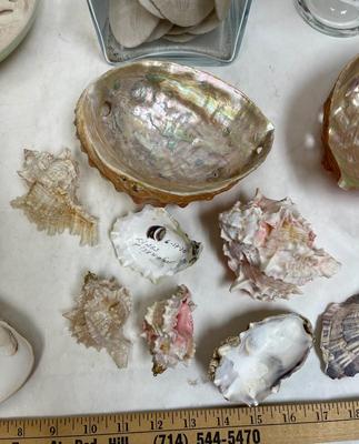 Sea Shell Lot - various types and sizes, including Sand Dollars with three glass containers