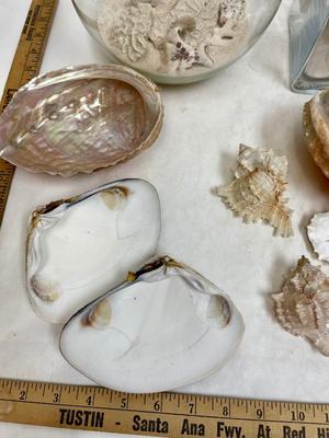Sea Shell Lot - various types and sizes, including Sand Dollars with three glass containers