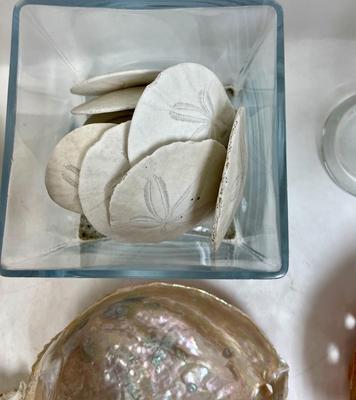 Sea Shell Lot - various types and sizes, including Sand Dollars with three glass containers