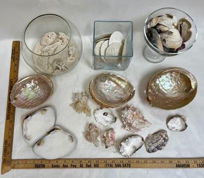 Sea Shell Lot - various types and sizes, including Sand Dollars with three glass containers