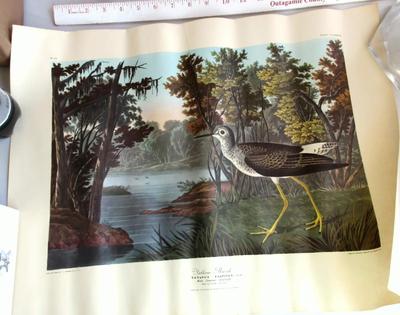 Super Color Vintage Print, Yellow Shank